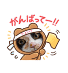 三毛猫こもも（個別スタンプ：16）
