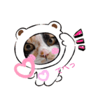 三毛猫こもも（個別スタンプ：17）