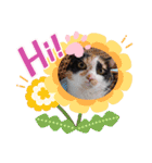三毛猫こもも（個別スタンプ：19）