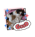 三毛猫こもも（個別スタンプ：21）