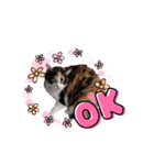 三毛猫こもも（個別スタンプ：22）