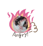 三毛猫こもも（個別スタンプ：23）