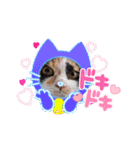 三毛猫こもも（個別スタンプ：24）