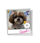 シーズー犬ぽぽ8（個別スタンプ：3）