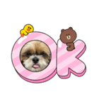 シーズー犬ぽぽ8（個別スタンプ：4）