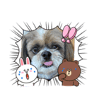 シーズー犬ぽぽ8（個別スタンプ：5）