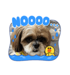 シーズー犬ぽぽ8（個別スタンプ：6）