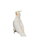 うちのカワイイちびっこたちPart10（個別スタンプ：8）