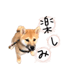 柴犬 の ケン（個別スタンプ：1）