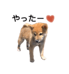 柴犬 の ケン（個別スタンプ：2）