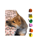 柴犬 の ケン（個別スタンプ：3）