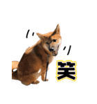 柴犬 の ケン（個別スタンプ：4）