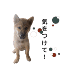 柴犬 の ケン（個別スタンプ：5）