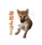 柴犬 の ケン（個別スタンプ：6）