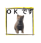 柴犬 の ケン（個別スタンプ：7）