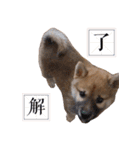 柴犬 の ケン（個別スタンプ：8）