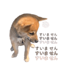 柴犬 の ケン（個別スタンプ：9）