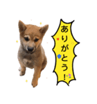 柴犬 の ケン（個別スタンプ：10）