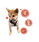 柴犬 の ケン（個別スタンプ：11）