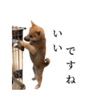 柴犬 の ケン（個別スタンプ：12）