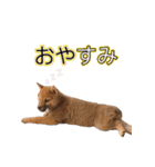柴犬 の ケン（個別スタンプ：14）