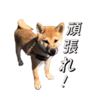 柴犬 の ケン（個別スタンプ：15）