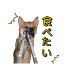 柴犬 の ケン（個別スタンプ：16）