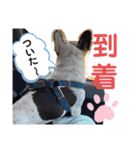 フレンチブルドッグパンダパン（個別スタンプ：10）