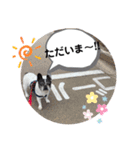 フレンチブルドッグパンダパン（個別スタンプ：12）