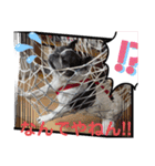 フレンチブルドッグパンダパン（個別スタンプ：15）