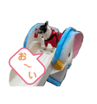 フレンチブルドッグパンダパン（個別スタンプ：16）
