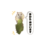 チビデブビビハム（個別スタンプ：1）