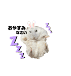 チビデブビビハム（個別スタンプ：3）
