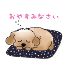 トイプードルのラスクくんスタンプ（個別スタンプ：7）