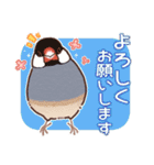 文鳥びより（個別スタンプ：1）