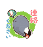 文鳥びより（個別スタンプ：18）