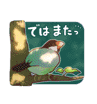 文鳥びより（個別スタンプ：40）