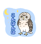 フクロウ沢山スタンプ（個別スタンプ：16）