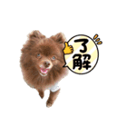 ポメラニアンの大和くん②（個別スタンプ：1）