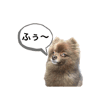 ポメラニアンの大和くん②（個別スタンプ：2）