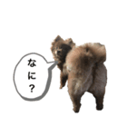 ポメラニアンの大和くん②（個別スタンプ：4）