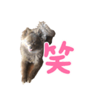 ポメラニアンの大和くん②（個別スタンプ：5）