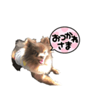 ポメラニアンの大和くん②（個別スタンプ：7）