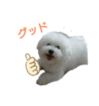 わたあめモック4（個別スタンプ：1）