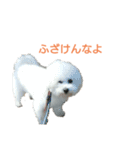 わたあめモック4（個別スタンプ：5）