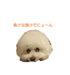 わたあめモック4（個別スタンプ：11）