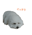 わたあめモック4（個別スタンプ：16）