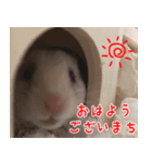 はぴおくんのスタンプです。（個別スタンプ：1）