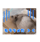 はぴおくんのスタンプです。（個別スタンプ：8）