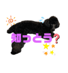 神戸弁のトイプードル仁＆礼です（個別スタンプ：1）